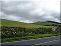 Flowery verge on the A68