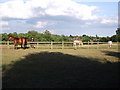 Horses near East Chase Farm