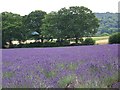 Fields of lavender at Harley Park Farm