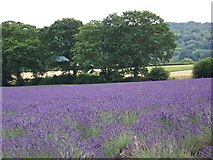SU7335 : Fields of lavender at Harley Park Farm by Maigheach-gheal