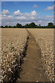 Footpath to Belchamp St Paul