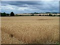 A sea of grain