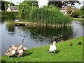 Cygnets at Gannochy pond