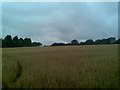 Farmland near Chapel Brampton