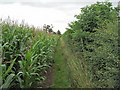 Footpath beside the Sweetcorn