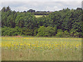 Wildflower meadow at Shipley Country Park