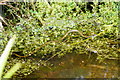 TQ3643 : Grass Snake at the British Wildlife Centre, Newchapel, Surrey by Peter Trimming