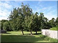 Trees by Imber Avenue, Amesbury