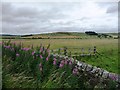 NY8693 : Pasture in Redesdale by Christine Johnstone