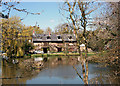 Garden Pond, Fringford