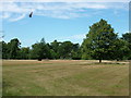 Tea Party Oak from across the parkland