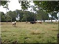 Cattle somewhere in East Wiltshire