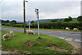 Sheep grazing at a road junction