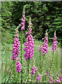 SN7053 : Foxgloves by the forest road by Roger  D Kidd