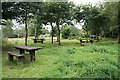 Sparkwell: picnic tables, Cann Wood