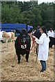 Turriff Show 2010 (15)