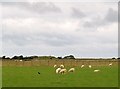 Sheep, crow and wartime bunkers at Cefn Leisiog