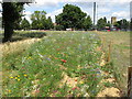 Planting of wild flowers