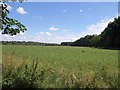 Field east of Grateley Lodge