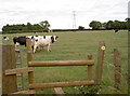 Footpath to the other side of the field