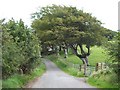 Trees near Madryn Castle