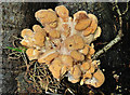 Fungus, Huntly, Banbridge (26)