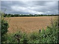 Wheat field off A684