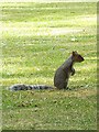 Grey squirrel (S. carolinensis), All Saints Churchyard