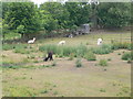 Alpacas grazing in Calveley