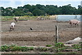 Pigs at Cootham Farm