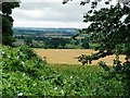 View to cornfield