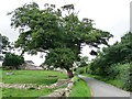 Roadside tree in Arrathorne