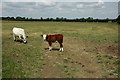 Farmland near Pebworth