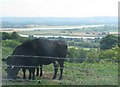 Cattle graze above Grange Village with the River Severn in the distance