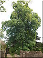 Tulip Tree  (Liriodendron tulipifera)