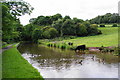 Cow paddling in the Peak Forest Canal