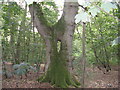 Keyhole tree surgery near Egdean church