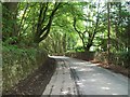 The Penllech road passing through Coed y Gromlech woodland