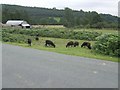 Roadside grazing at The Lund