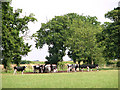 Friesian cattle in pasture south of High Ash Farm