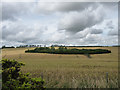 Farmland near Hindon (1)