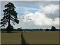 Farmland near West Ashton (1)