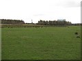 Grassland, Brackenhurst