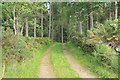 Farm track in Budgate Plantation