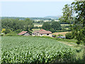 2010 : Field of maize near Knapp