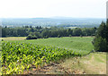 2010 : Field of maize north of Forest Road