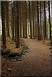 N3607 : Woodland Path by kevin higgins