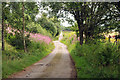 Farm road near Muir of Tarradale