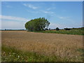 Fields near Wroot Grange