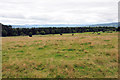 Fields near Drynie Park